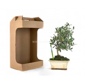 Kit Mediterráneo (Bonsái exterior 8 años)