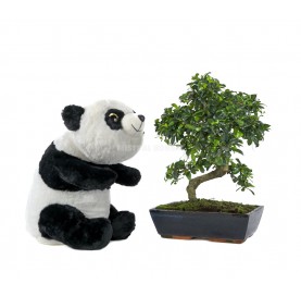 Kit Kung Fu Panda. Bonsái...