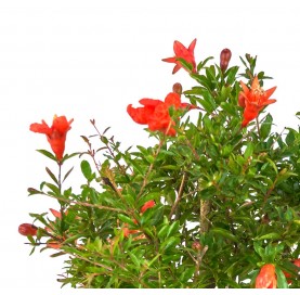 Punica granatum nana. Bonsai 7 years. Dwarf pomegranate.