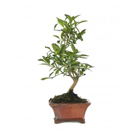 Citrus kinzu. Bonsai 7...
