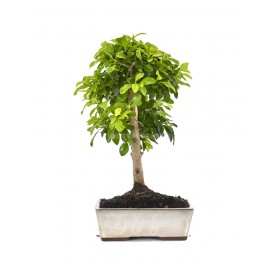Durantha repens aurea....