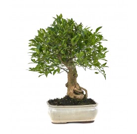 Citrus llimencuat. Bonsai...