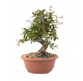 Punica granatum nejikan....