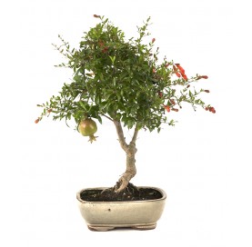 Punica granatum nana....