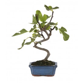 Ficus carica. Bonsaï 7 ans....