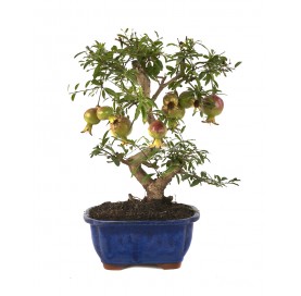 Punica granatum. Bonsaï 8...