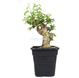 Malus sp. Pré-bonsaï 19...