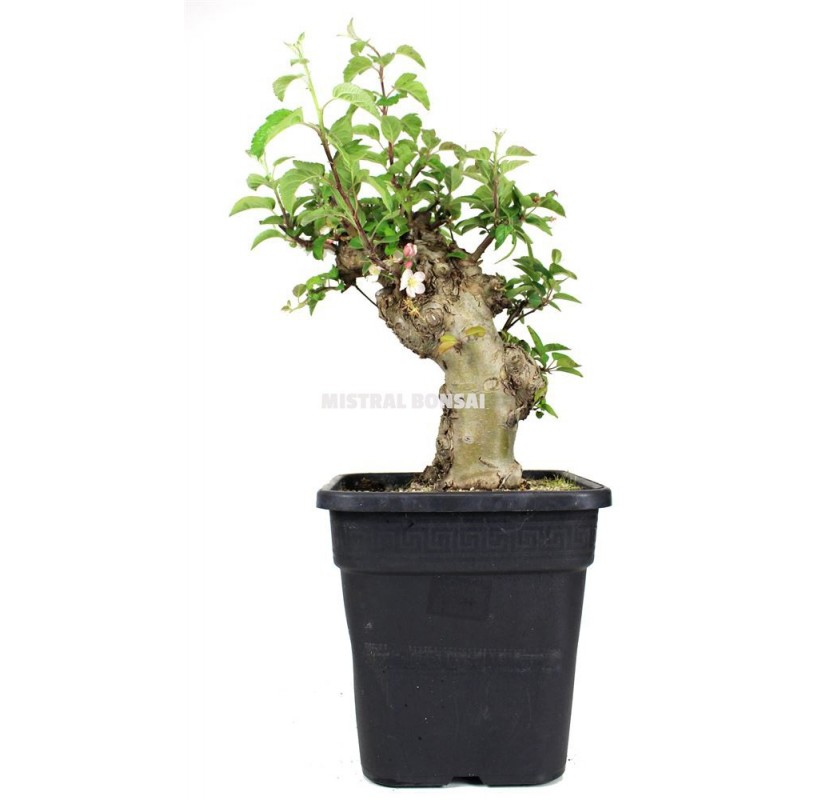 Malus sp. Pre-bonsai 19 years. Crab Apple or Apple tree.
