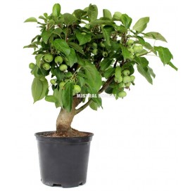 Malus sp. Pré-bonsaï 8 Ans....