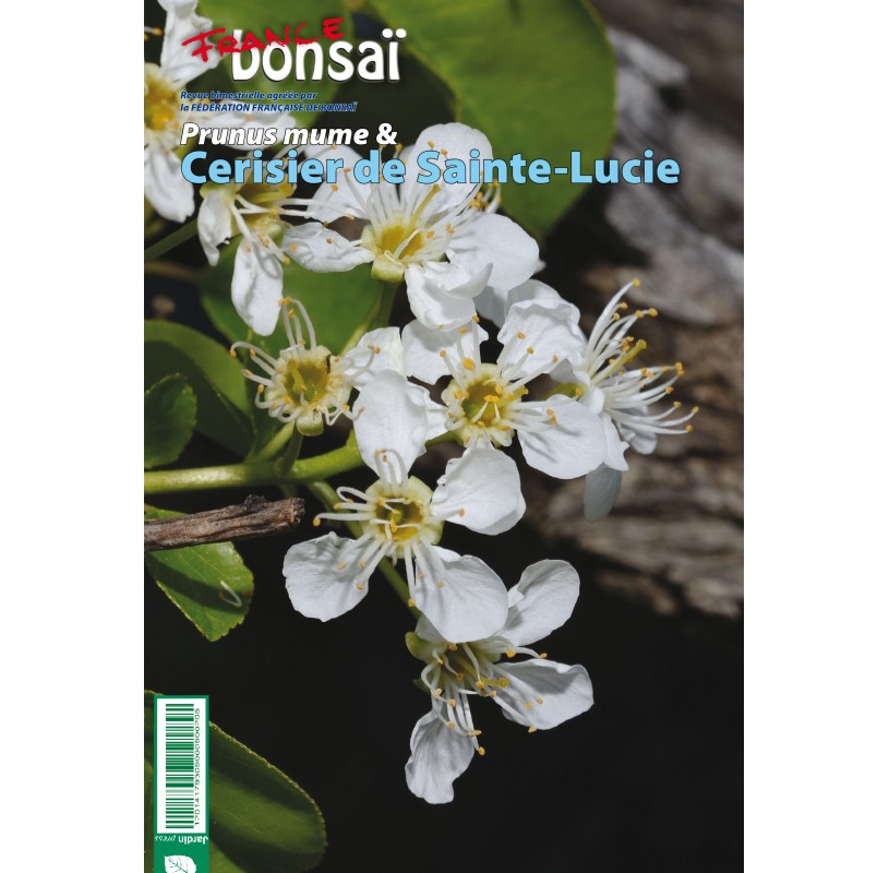 FRANCE BONSAI - Prunus mume & prunus mahaleb (Nº 123)