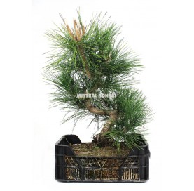 Pinus thunbergii. Prebonsaï 29 ans en caisse de culture. Pin noir.