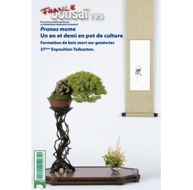 Nº 125 FRANCE BONSAÏ - Prunus mume: un an et demi en pot de culture (Nº 125)