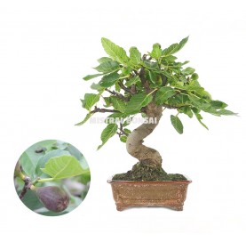 Ficus carica. Bonsai 17 Jahre. Feigenbaum.