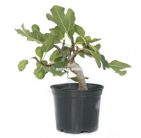 Ficus carica. Pre-bonsai 9...