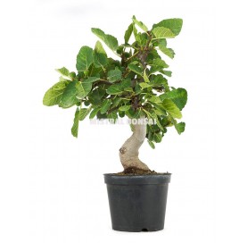 Ficus carica. Pre-bonsai 19...
