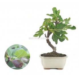Ficus carica. Bonsai 7 years. Fig tree.