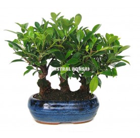 Ficus retusa. Bonsai 9...