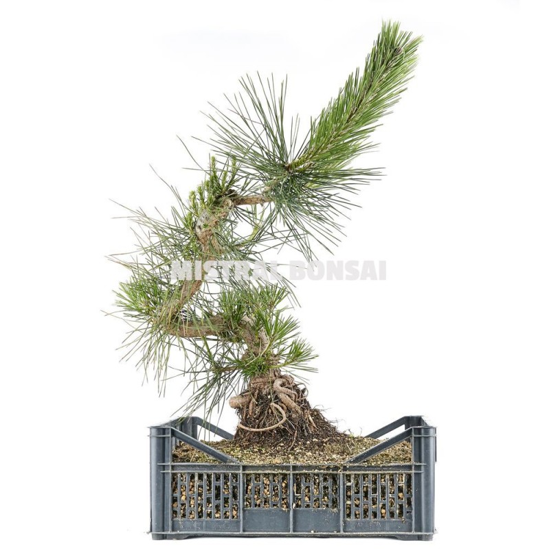 Pinus Thunbergii Pre Bonsai Years Black Pine Mistral Bonsai