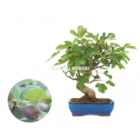 Ficus carica. Bonsai 15 Jahre. Feigenbaum.