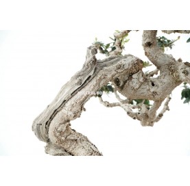 Bonsai-Exemplar Olea Europaea Yamadori 62 Jahre alt