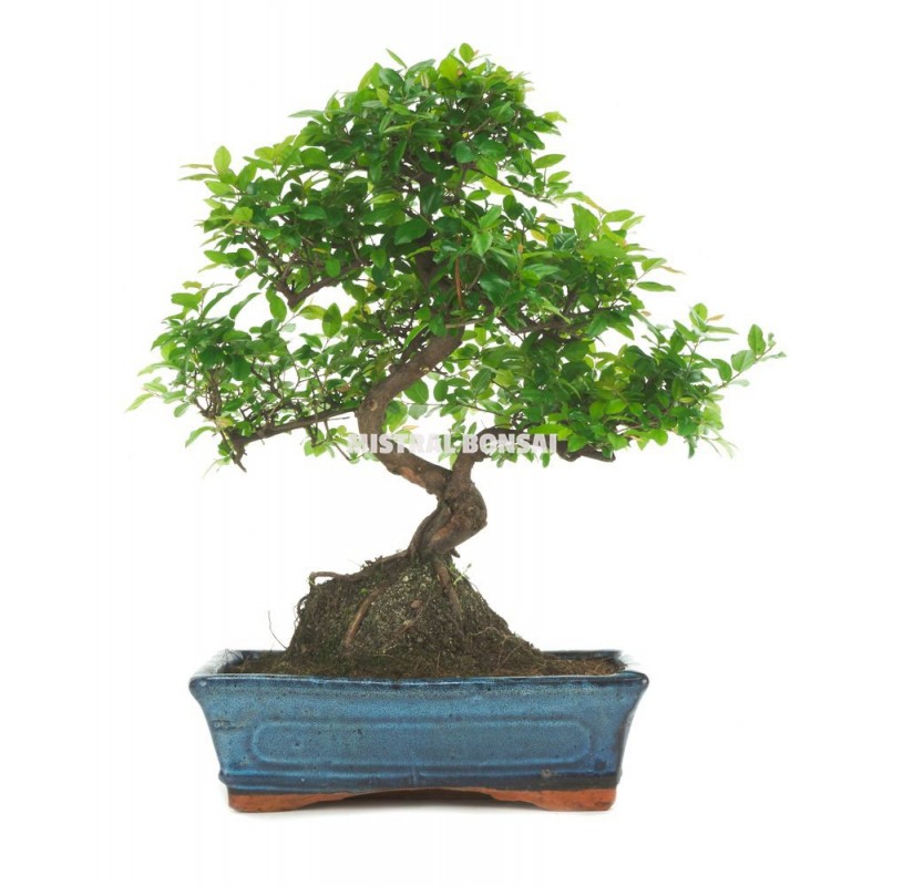 Des bonsaïs en fil de fer – La boite verte