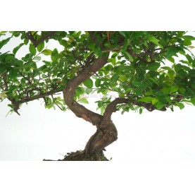Sageretia theezans. Bonsai 10 years. Chinese Sweet Plum Tree or Bird plum.