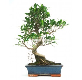 Ficus retusa. Bonsai 16 years. Chinese banyan