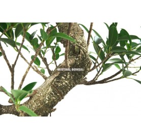 Ficus retusa. Bonsai 16 years. Chinese banyan