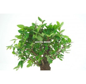 Zelkova parvifolia. Bonsai 5 years. Japanese Elm.