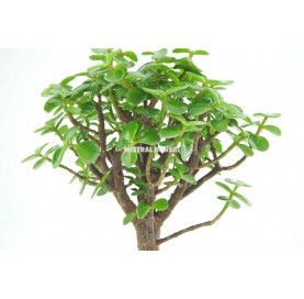 Portulacaria afra. Bonsai 5 years. Jade Tree or Dwarf Jade.