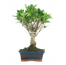 Ficus retusa. Bonsai 5 Jahre. Ficus