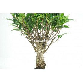Ficus retusa. Bonsai 5 years. Chinese banyan