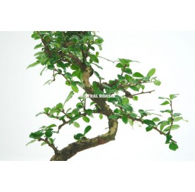 Carmona microphylla. Bonsai 6 years. Oriental or Fukien Tea tree.
