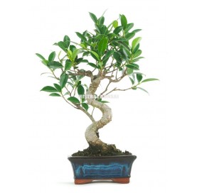 Ficus retusa. Bonsai 6...