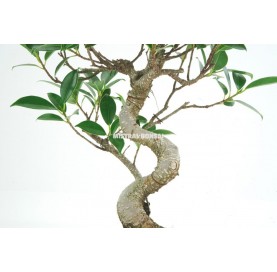 Ficus retusa. Bonsai 6 Jahre. Ficus