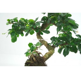 Carmona microphylla. Bonsai 8 years. Oriental or Fukien tea tree