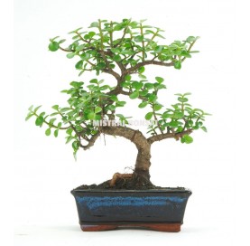 Portulacaria afra. Bonsai 8 years. Jade Tree or Dwarf Jade. 