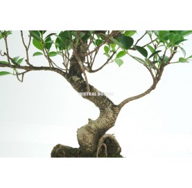 Ficus retusa. Bonsai 10 Jahre. Ficus