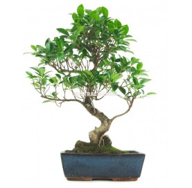 Ficus retusa. Bonsai 10...