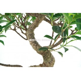 Ficus retusa. Bonsai 8 Jahre. Ficus
