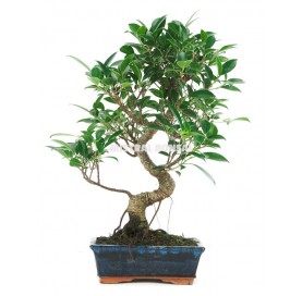 Ficus retusa. Bonsai 8...