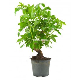 Liquidambar formosana. Pré-bonsaï 12 ans.