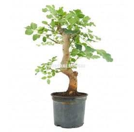 Fraxinus angustifolia. Pre-bonsai 12 years. Ash.