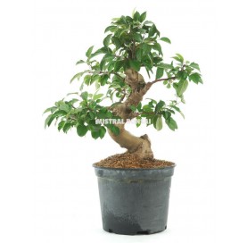 Malus sp. Pre-bonsai 20 years. Crabapple or Appletree. 