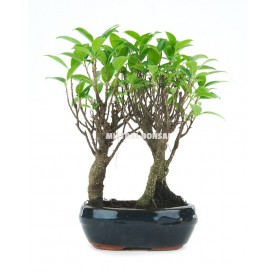 Ficus retusa. Bonsai 6...