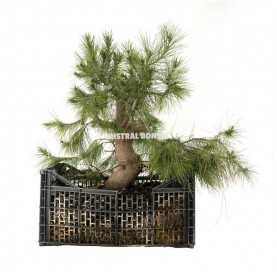 Pinus halepensis. Pre-bonsai 26 years in growing box. Aleppo pine.