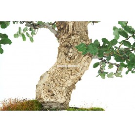 Quercus suber. Prebonsai 22 Jahre. Korkeiche