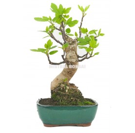 Ficus carica. Bonsai 16 Jahre. Feigenbaum.