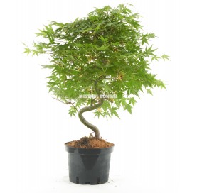 Acer palmatum. Pre-bonsai...