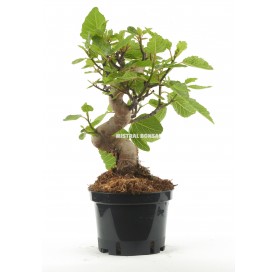 Ficus carica. Pre-bonsai 10...